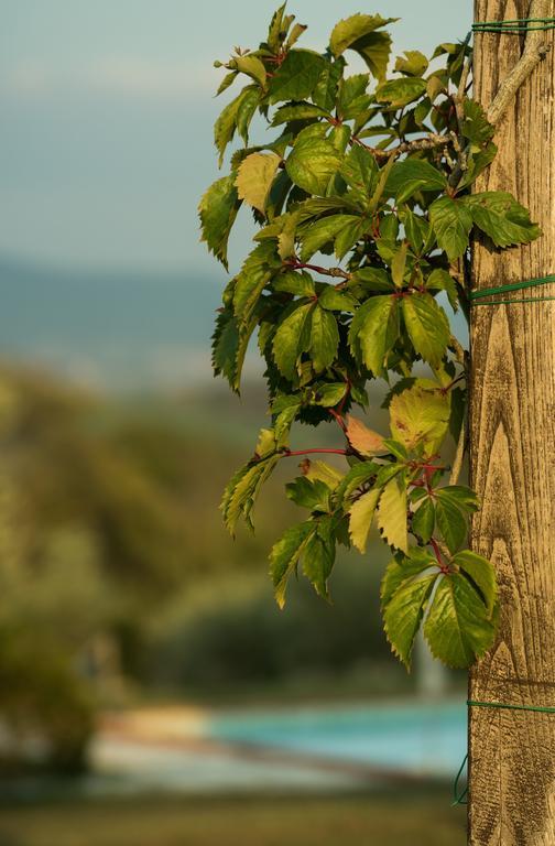 Agriturismo San Nicolo Montecastelli Pisano 외부 사진