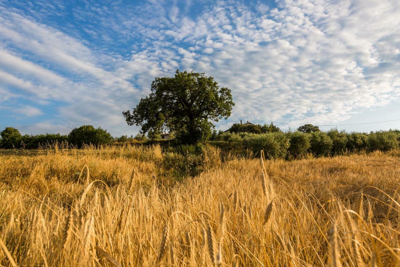 Agriturismo San Nicolo Montecastelli Pisano 외부 사진